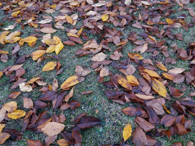 Free Autumn Leaves photo and picture