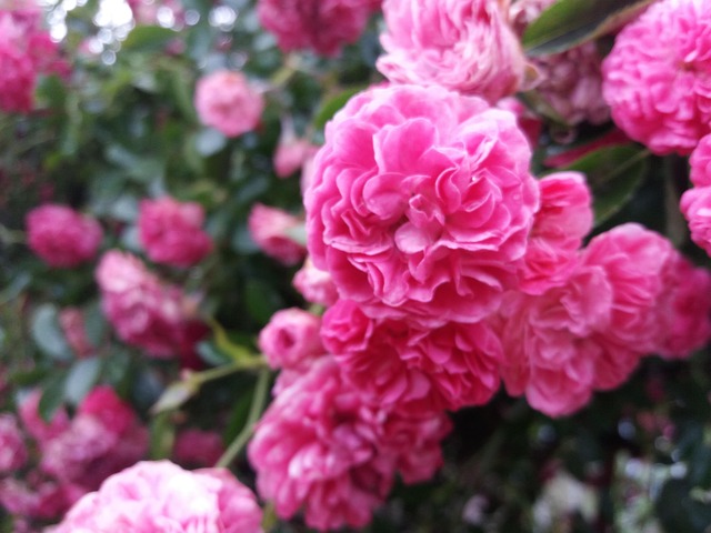 Free Rose Garden photo and picture