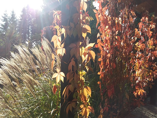 Free Autumn Grass photo and picture