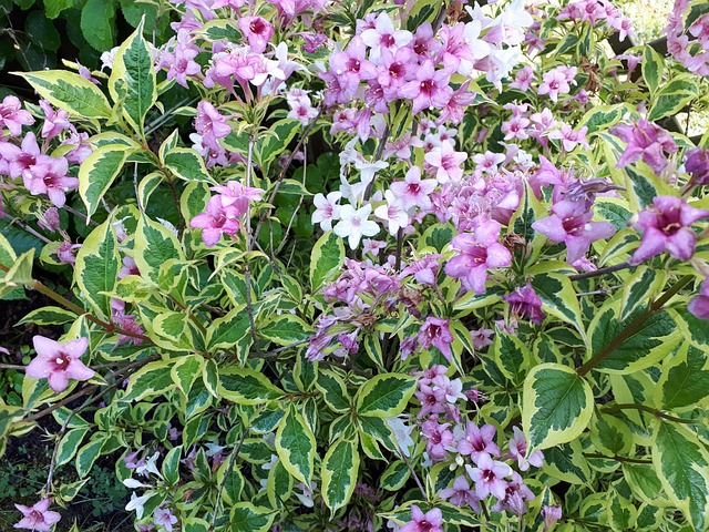 Free Flowers Garden photo and picture