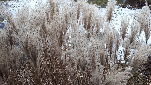 Free Winter Garden photo and picture