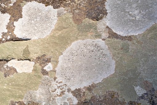 Free Bark Beautiful photo and picture