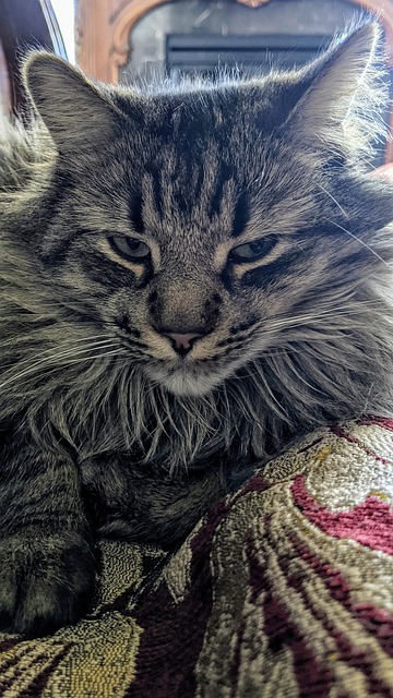 Free Cat Cat Eyes photo and picture