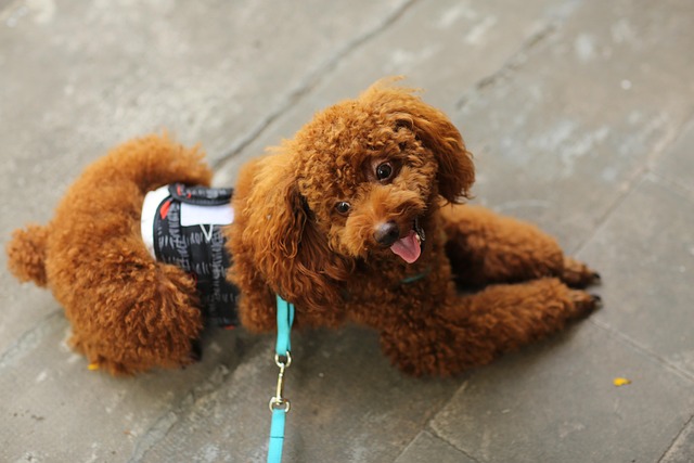 Mevcut Durumu Sorunuz Toy Poodle Vitrin İlanı