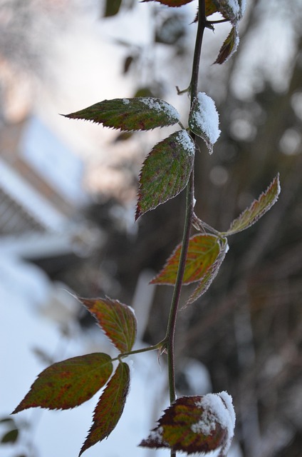 Brombeere, Nahaufnahme, Blätter