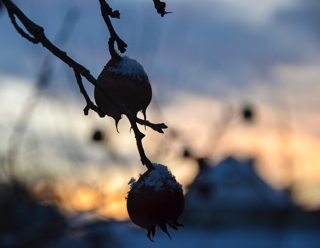 Zierapfel, Hintergrund, Makro