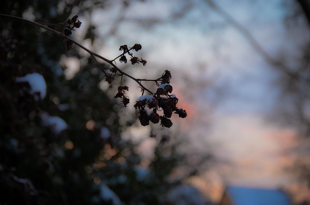 Frucht, Nahaufnahme, Hintergrund, Makro