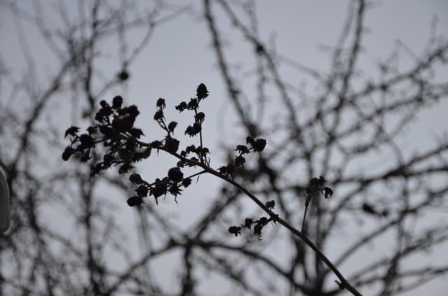 Zierfrucht, Detail, Äste, Makro, Natur