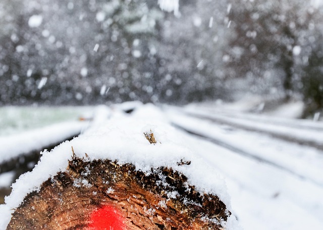 Schnee, Winter, Schneeflocke