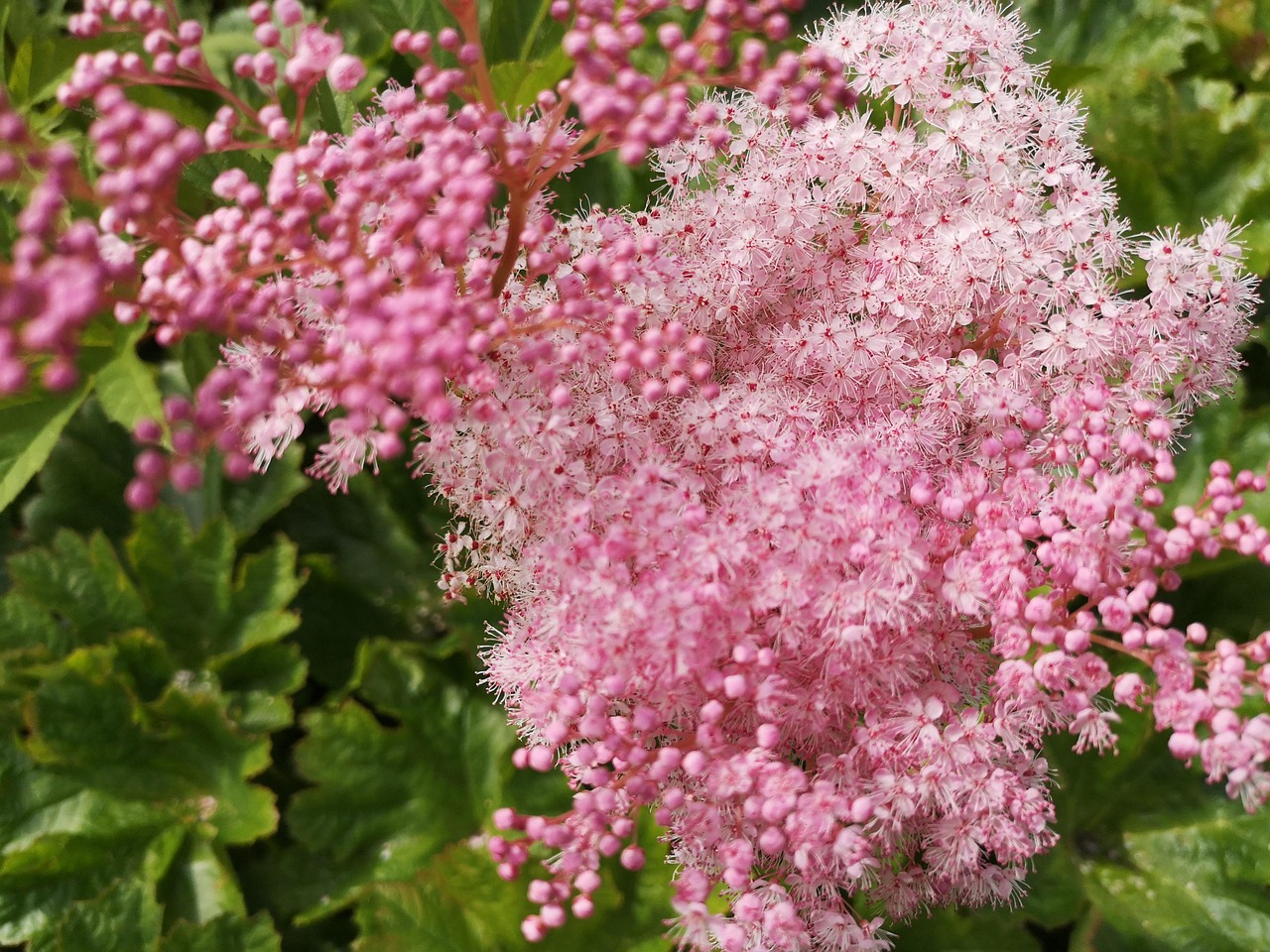 kukka-puutarha-vaaleanpunainen-ilmainen-valokuva-pixabayssa-pixabay