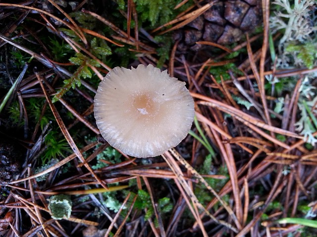 Free Mushrooms Nature photo and picture