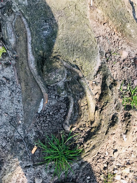 Free Stone Rock photo and picture