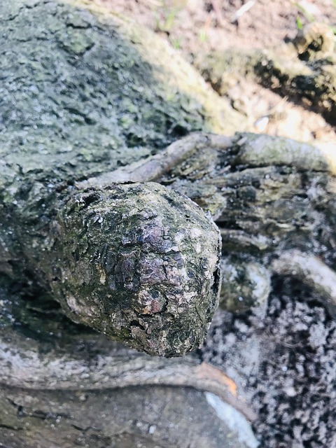 Free Stone Rock photo and picture