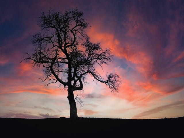 Free tree sunset dusk illustration