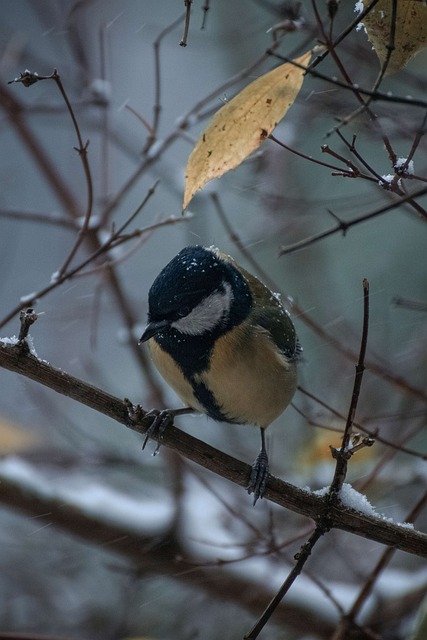 Free Great Tit Branch photo and picture