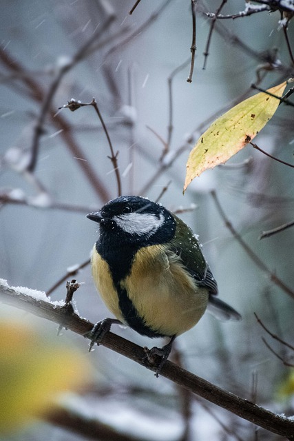 Free Great Tit Branch photo and picture