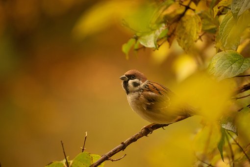 Free Sparrow Bird photo and picture