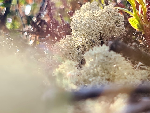 Free Moss Forest photo and picture