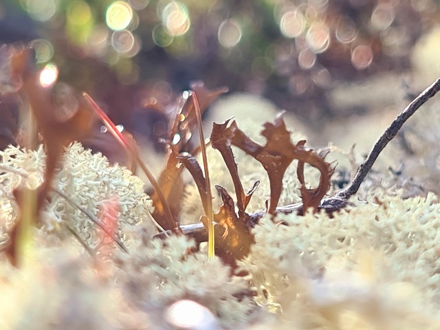 Free Moss Forest photo and picture
