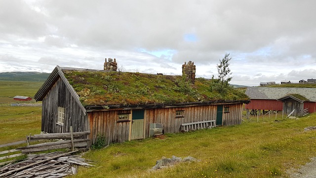 Free Norway Moss photo and picture