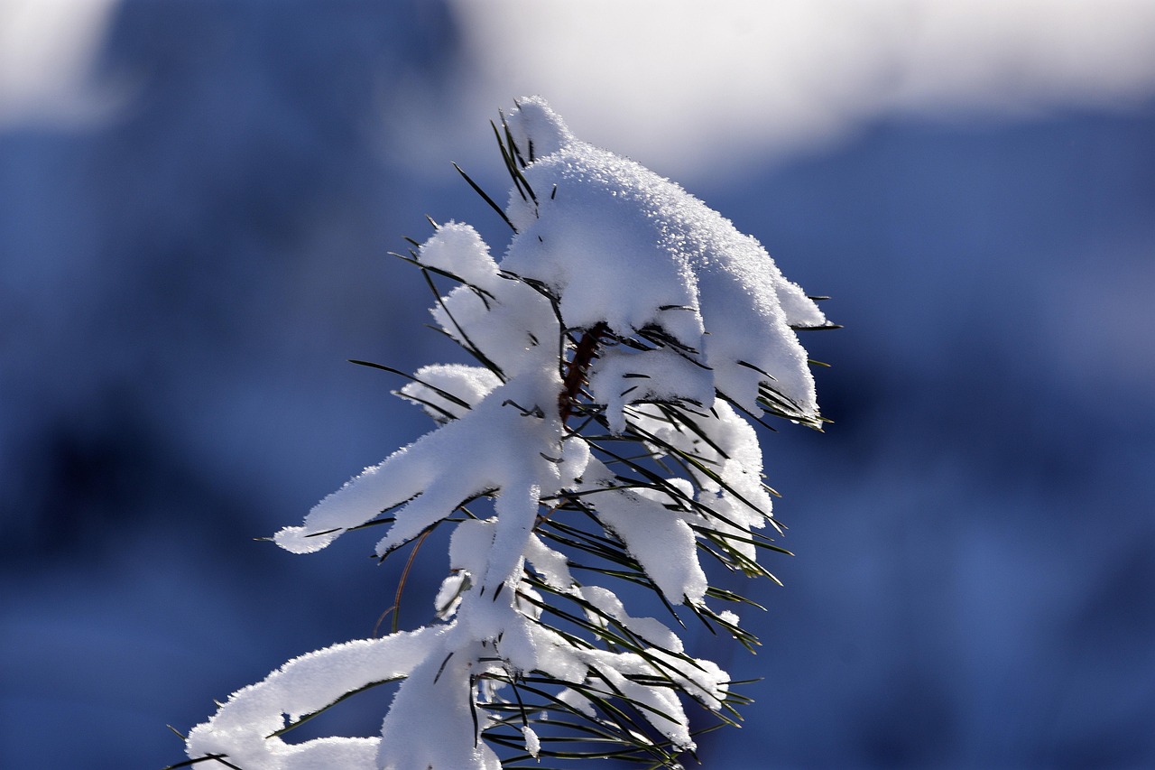 松树 枝杈 雪 - Pixabay上的免费照片 - Pixabay