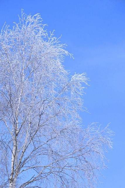 Free Birch Tree Winter photo and picture