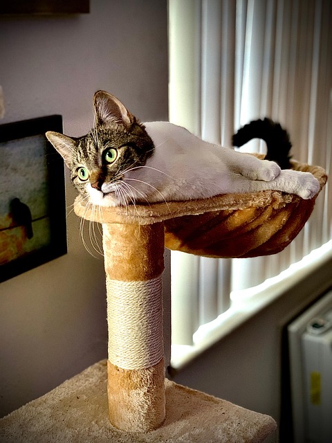 Free Kat Cat photo and picture