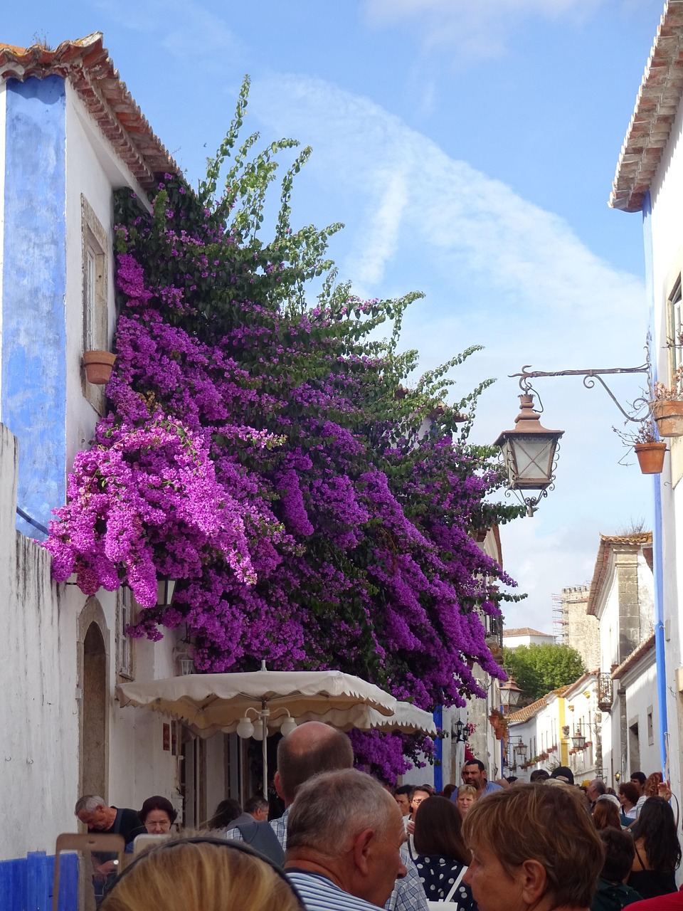 Flowers Portugal Free photo on Pixabay Pixabay