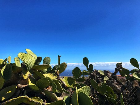 Free Tenerife Cacti photo and picture