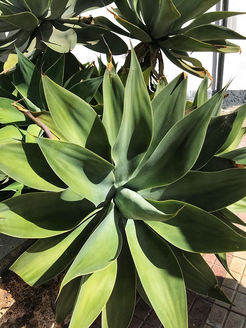 Free Agave Gooseneck Agave photo and picture