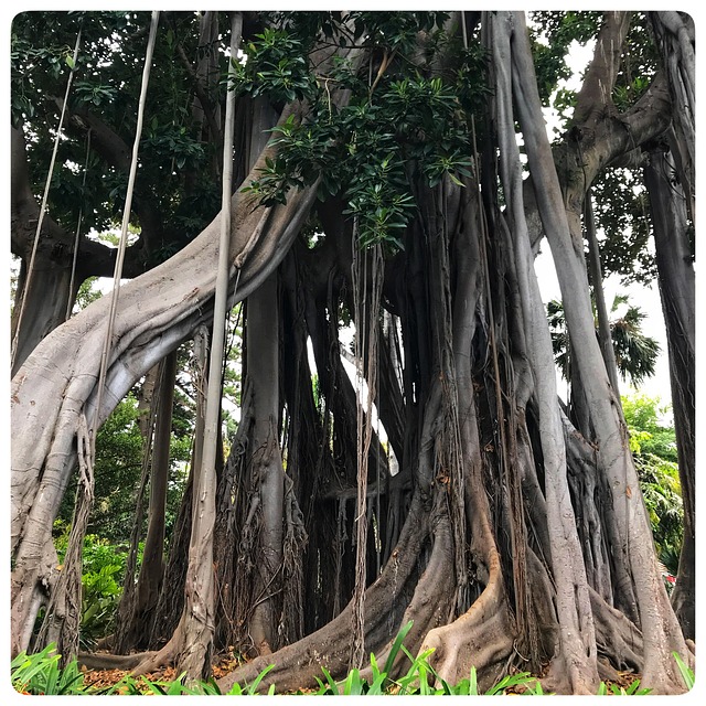 Free Root Tree photo and picture