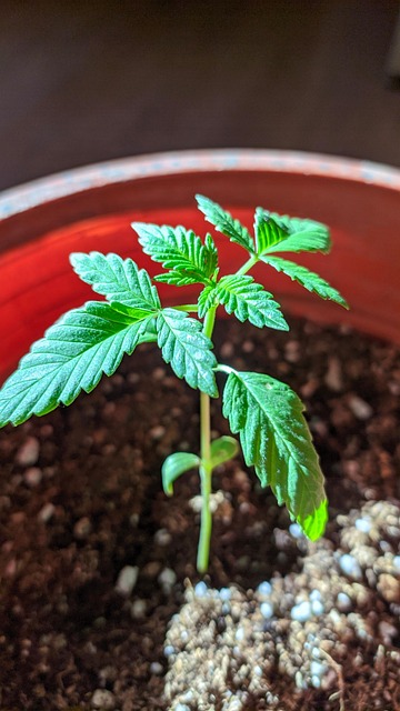 Free Northen Lights Marihuana photo and picture