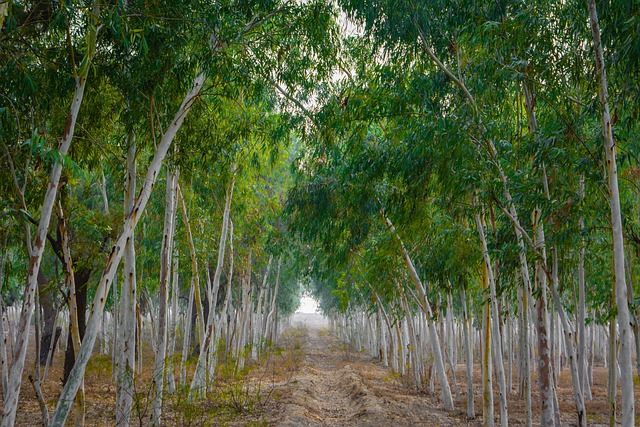 Free Trail Trees photo and picture