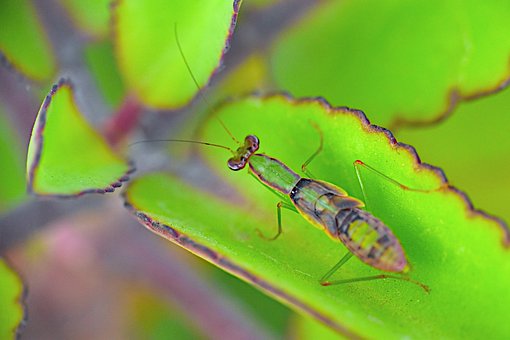 Free Insect Leaf-Eater photo and picture
