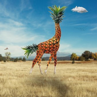 Tutorials, Tiere, Afrika, Kamel