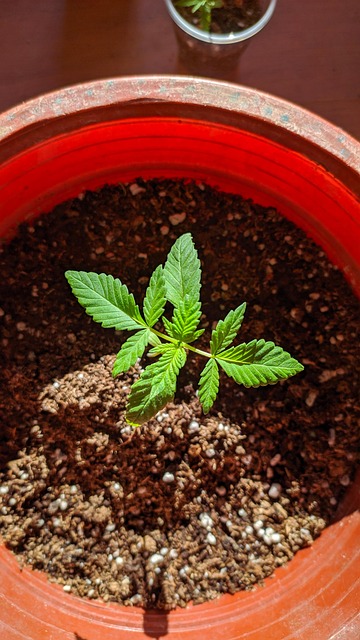 Free Northen Lights Indica photo and picture