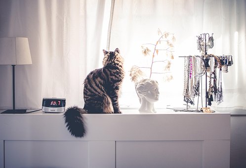 Kat, Natur, Kæledyr, Skab, Hjem, Ser