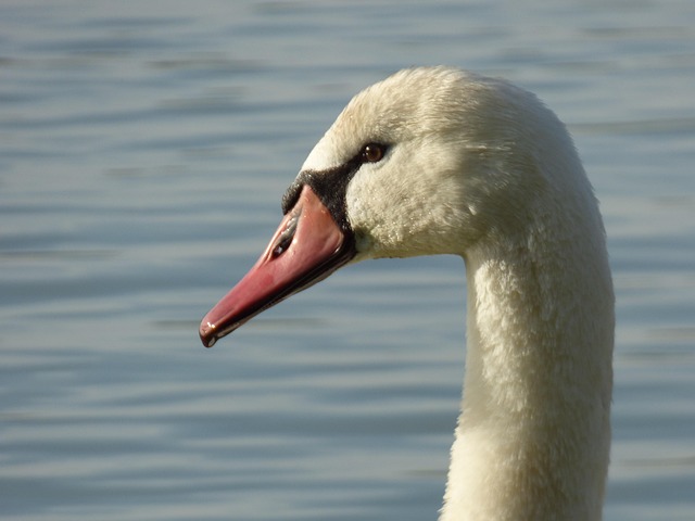 Free Bird Swan photo and picture