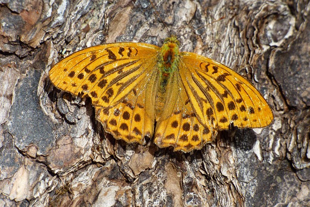 Free Insect Butterfly photo and picture