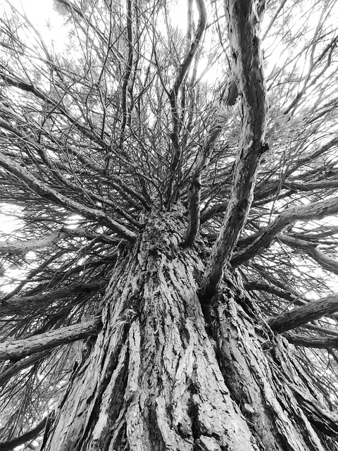 Free Tree Coniferous photo and picture