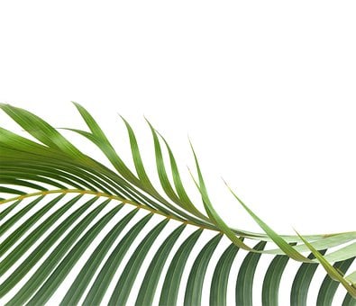 Free Palm Leaf illustration and picture
