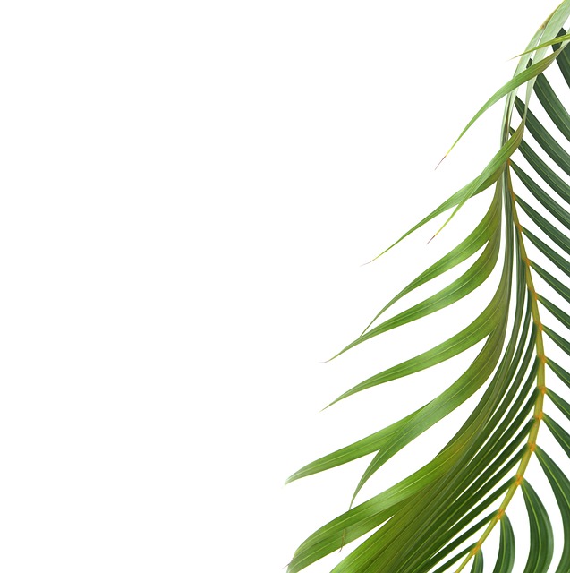 Free Palm Leaf illustration and picture