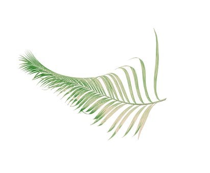 Free Palm Leaf illustration and picture