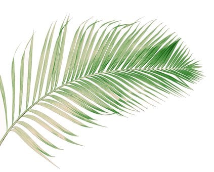 Free Palm Leaf illustration and picture