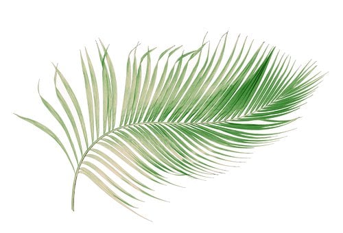 Free Palm Leaf illustration and picture