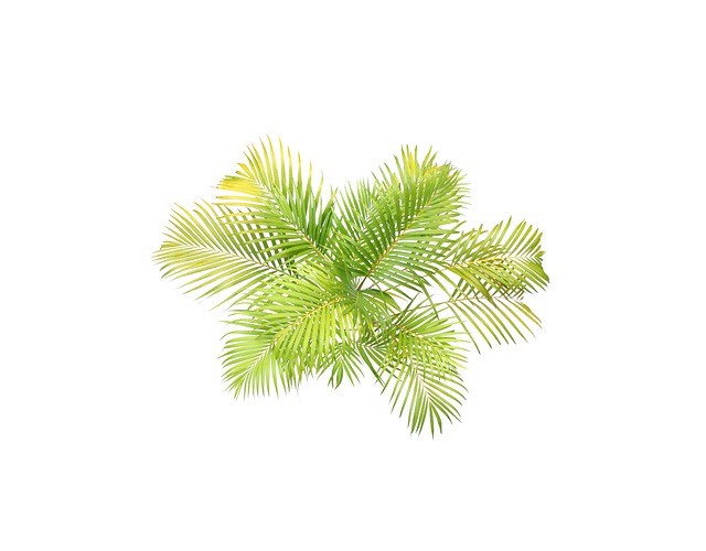 Free palm leaves tropical illustration