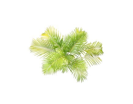 Free Palm Leaves illustration and picture