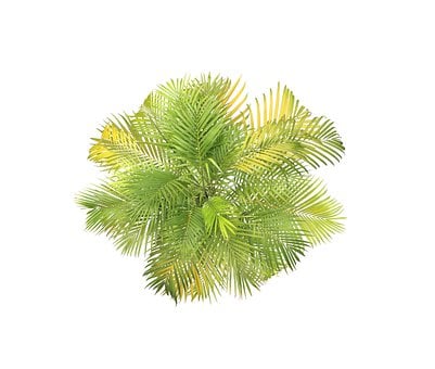 Free Palm Leaves illustration and picture