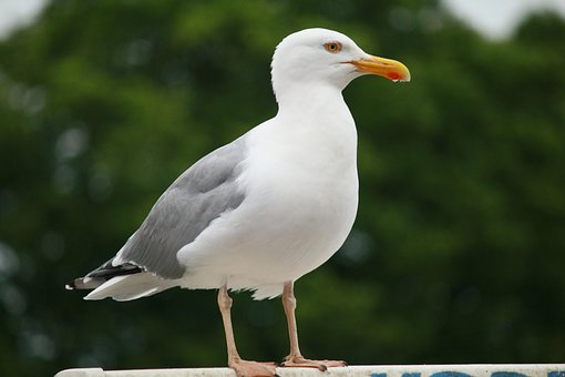 Möwe, Vogel, Sitzend, Seevögel
