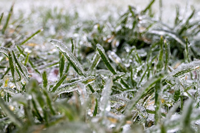 Free Grasses Ice photo and picture